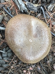 Suillus lakei