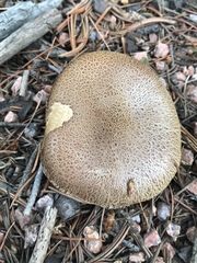 Suillus lakei
