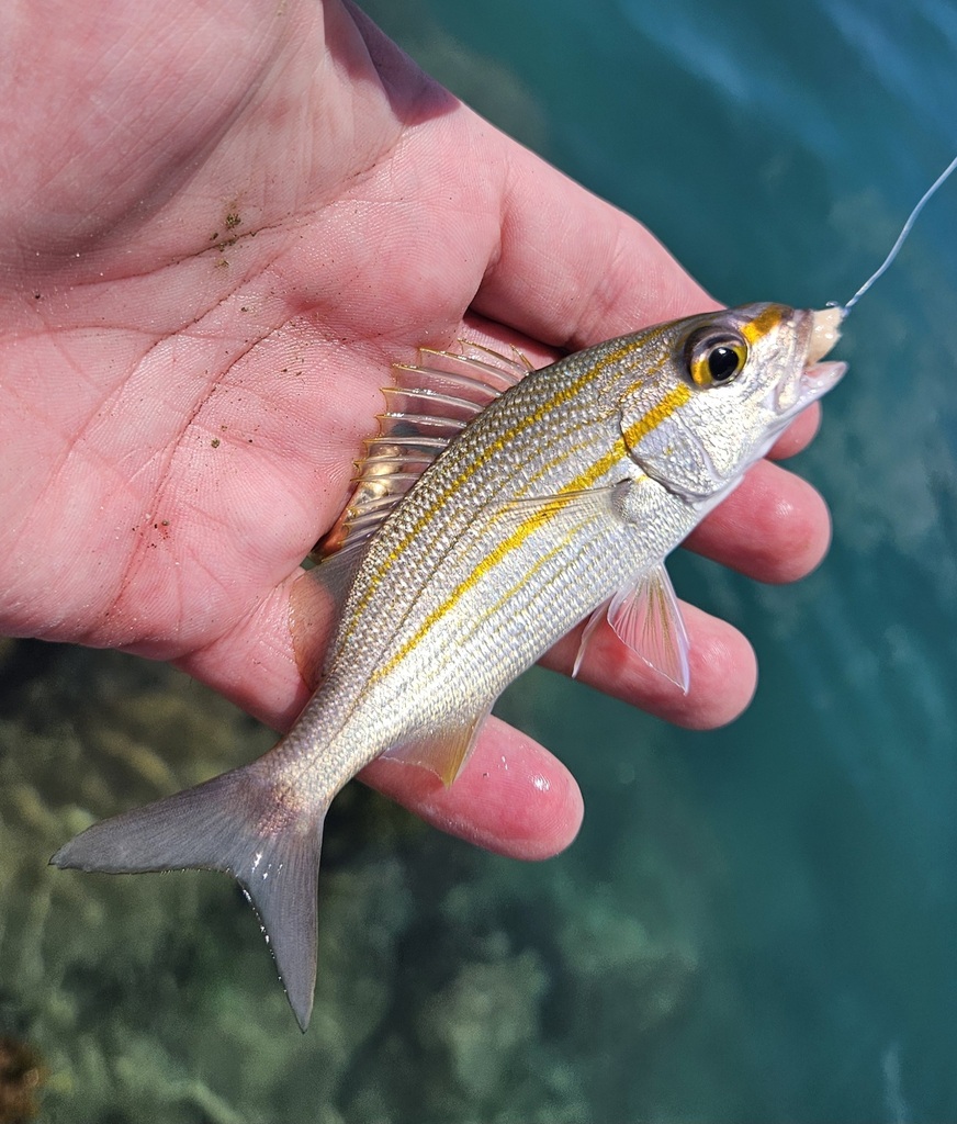 Photo of Tomtate grunt (Haemulon aurolineatum)