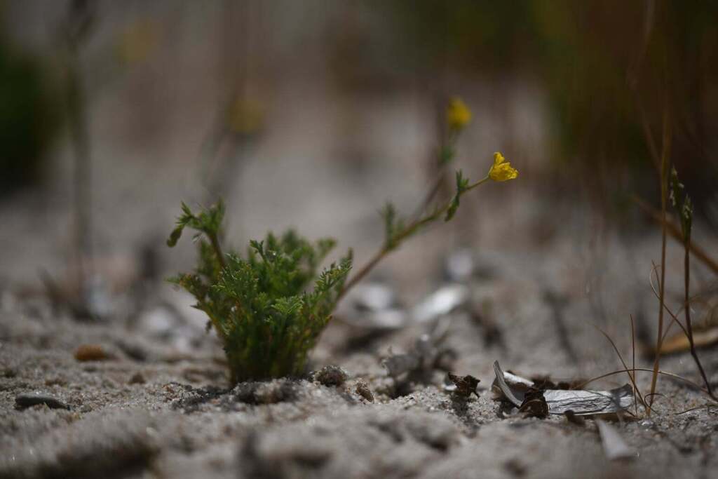 Hypecoum procumbens; photograph (c) Flavien Saboureau, some rights reserved (CC BY)