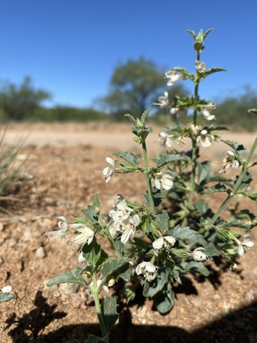 Image of Tetraclea coulteri by (c) Sue Carnahan, some rights reserved (CC BY)