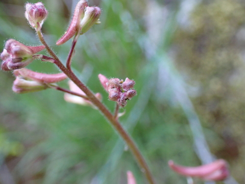 Image of Delphinium purpusii by (c) Neal Kelso, some rights reserved (CC BY)
