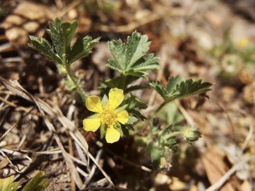 Image of Potentilla subviscosa by (c) Sue Carnahan, some rights reserved (CC BY)