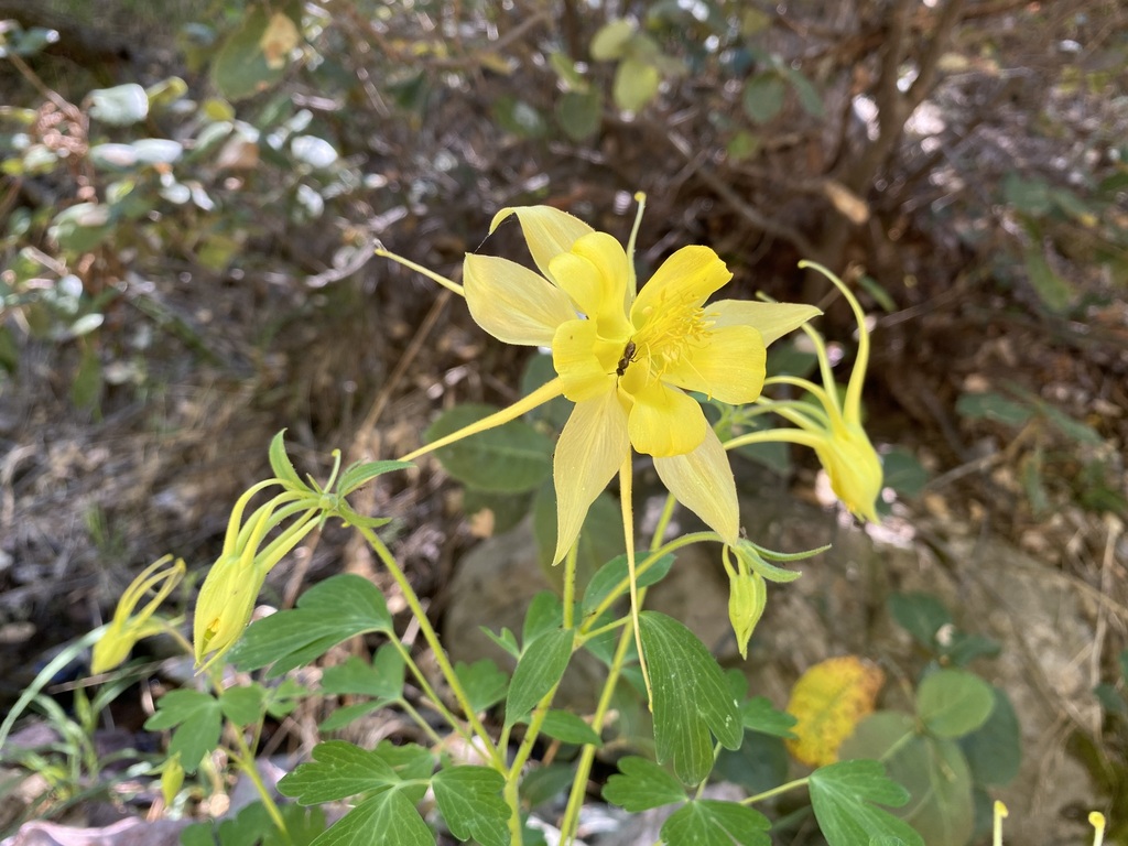 Yellow Columbine