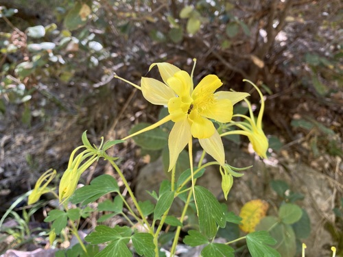 Aquilegia chrysantha
