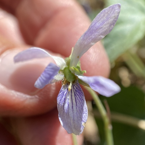 Image of Viola umbraticola by (c) Sue Carnahan, some rights reserved (CC BY)