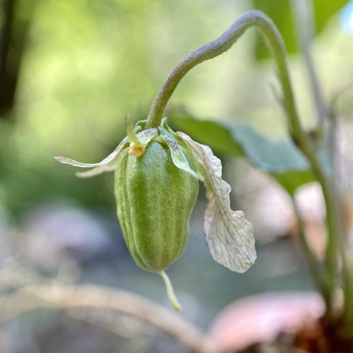 Image of Viola umbraticola by (c) Sue Carnahan, some rights reserved (CC BY)