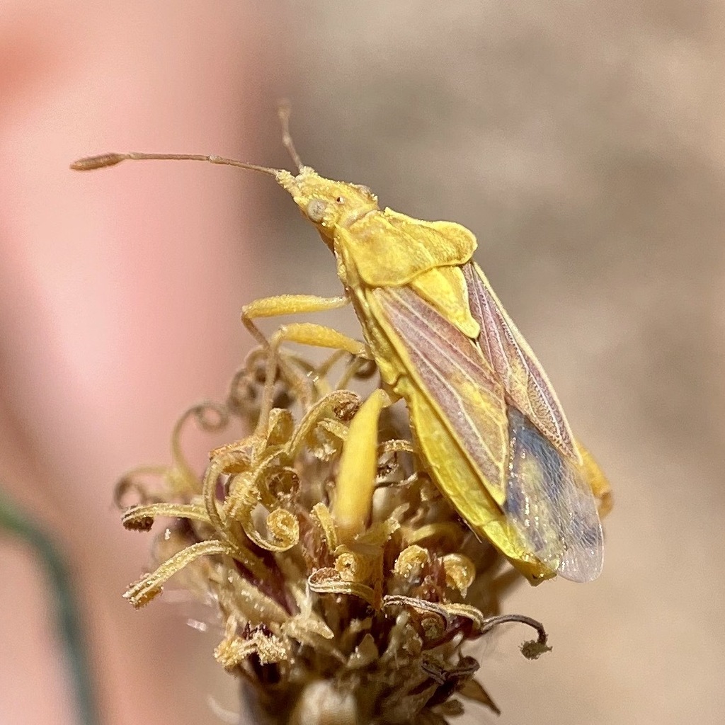 Harmostes dorsalis