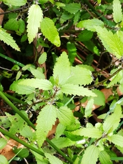 Urtica perconfusa