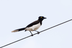 White-Naped Jay photo 4