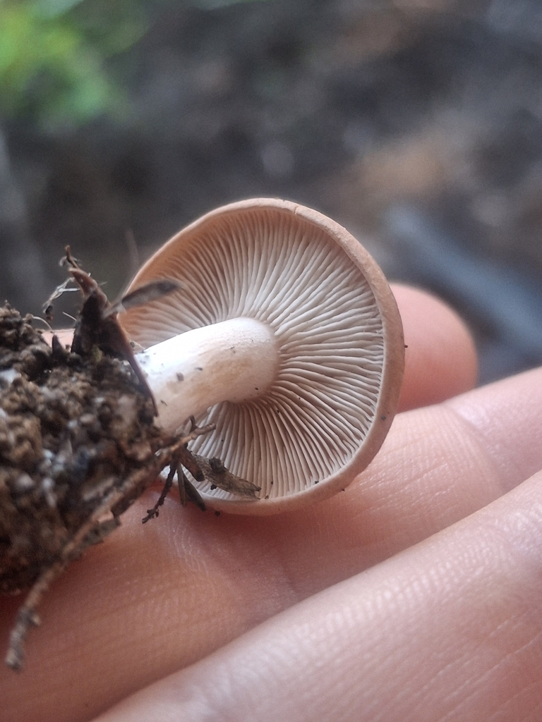 Rhodocybe piperita · April 2025 · photo: © jupal04 (iNaturalist, cc-by)