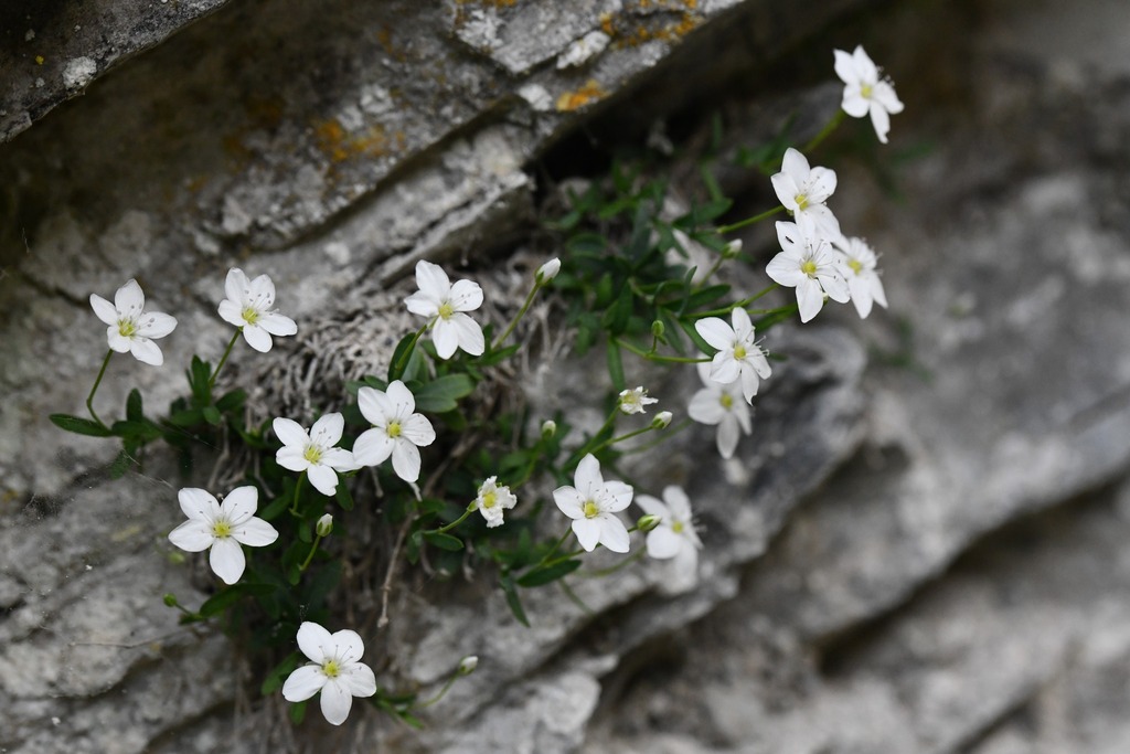 Moehringia lebrunii