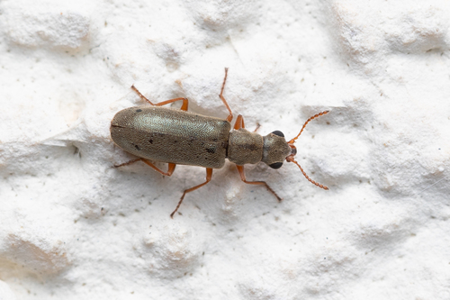 Danacea pallipes