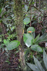 Syngonium schottianum, photograph (c) Letizia Weichgrebe, some rights reserved (CC BY)