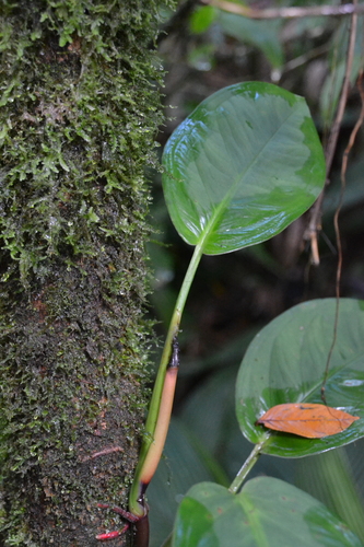 Syngonium schottianum, photograph 3