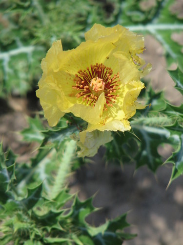 Golden pricklypoppy (Argemone aenea)