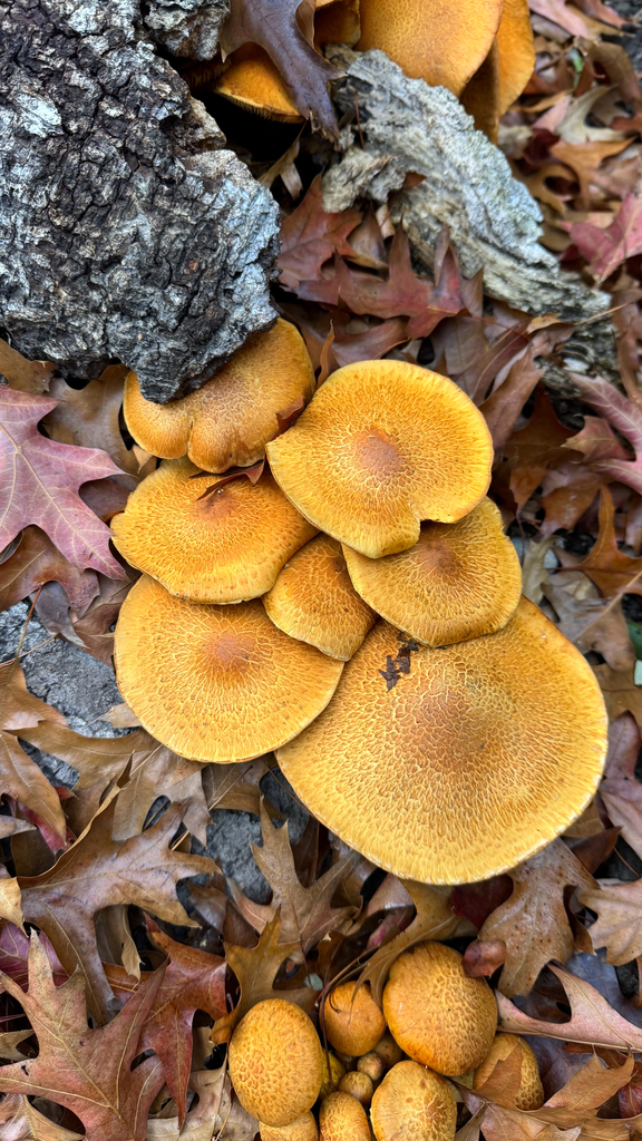Gymnopilus junonius · April 2025 · photo: © frankashwood (iNaturalist, cc-by)
