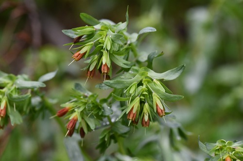 Cerinthe tenuiflora