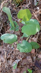 Roldana sessilifolia