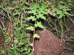 Rubus reflexus