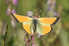 Colias canadensis