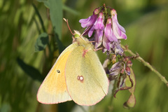 Colias canadensis