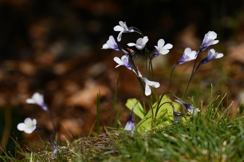 Pinguicula corsica