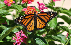 Danaus plexippus