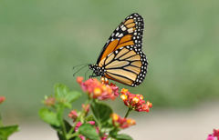 Danaus plexippus