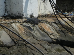 Butorides striata