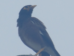 Acridotheres tristis