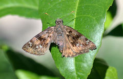 Erynnis horatius
