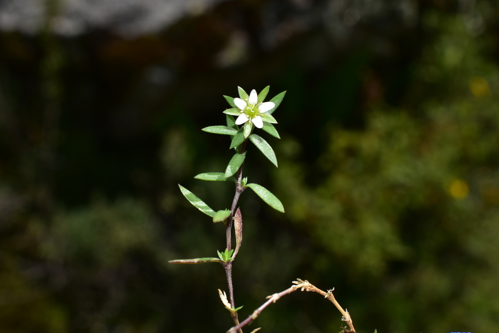 Arenaria tetragyna