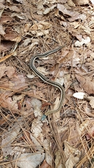 Thamnophis cyrtopsis collaris