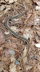 Thamnophis cyrtopsis collaris