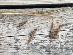 Carex paleacea
