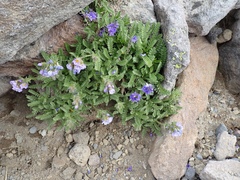 Polemonium elegans