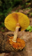 Gymnopilus subpurpuratus