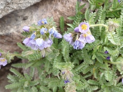 Polemonium elegans