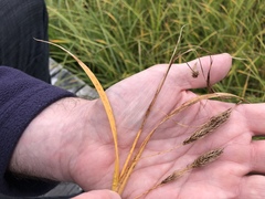 Carex paleacea