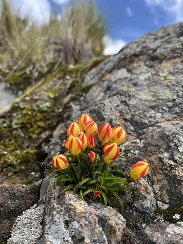 Gentianella scarlatina observed 2025-03-21