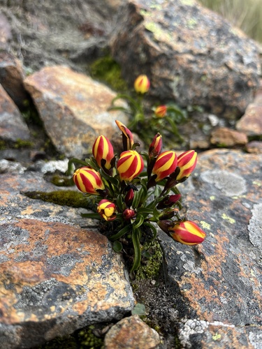 Gentianella scarlatina in life
