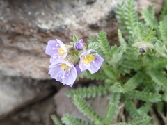 Polemonium elegans