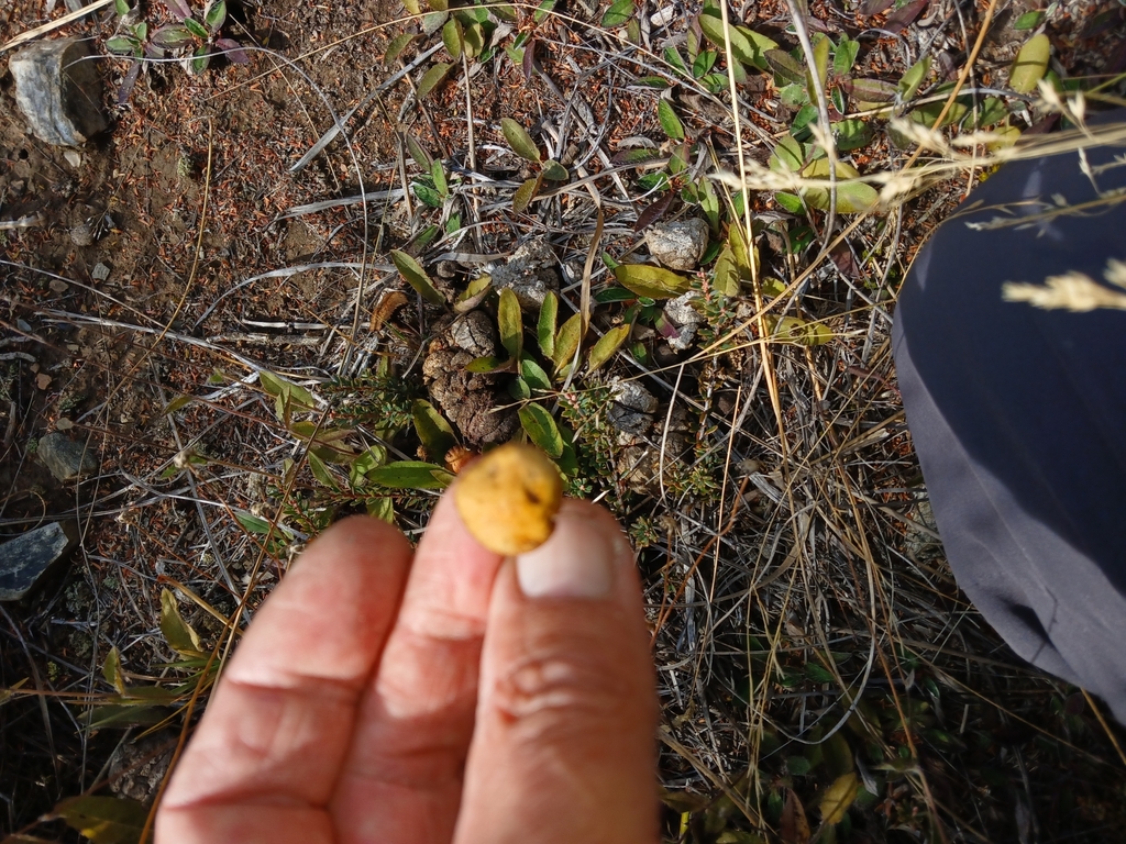 Agrocybe pediades · April 2025 · photo: © ecoman (iNaturalist, cc-by)