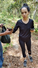 Gymnopilus subpurpuratus