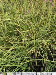 Carex paleacea