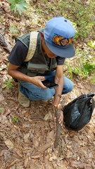 Gymnopilus subpurpuratus