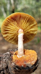 Gymnopilus subpurpuratus