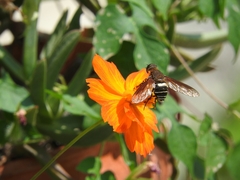 Exoprosopa albifrons