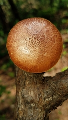 Gymnopilus subpurpuratus